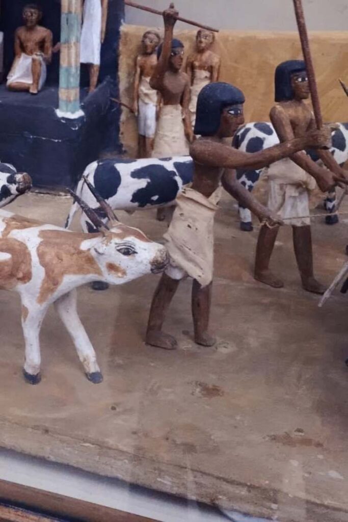 A close-up of an ancient Egyptian model depicting a cattle herding scene, displayed in a museum.